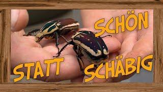 Schabe greift an