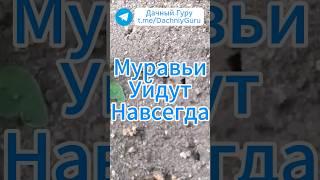 100% средство от муравьёв! #муравьи #дача #грядки #огород #садоводство #сад