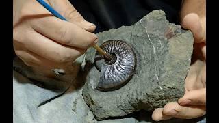 Fossil Preparation  Ammonite Graphoceras