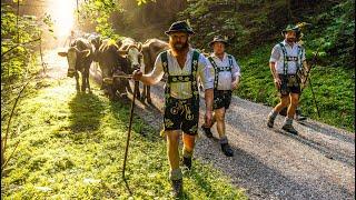 Zwei Kranzrinder beim Viehscheid in Nesselwang 2023