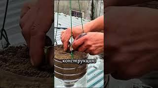 Как вырастить помидор в ограниченном пространстве #дача #сад #грядки #рассада #огород