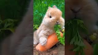 Cute Bunny eating carrot ||Please subscribe