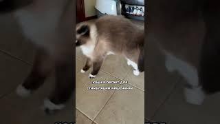 5 причин, почему кошка бегает по квартире со скоростью света   #котик #кот #кошка