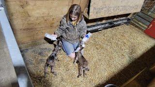 Can You Horse Trailer Goats?