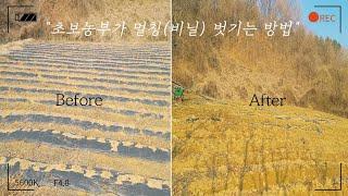 [귀농 생활] 초보 농부의 멀칭(비닐) 벗기는 방법 ㅣ [Returning to farming] How to peel plastic from a novice farmer