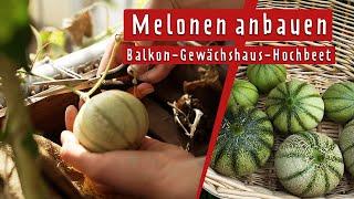 Melonen anbauen - 3 Möglichkeiten Zuckermelonen zu pflanzen und zu ernten | MDR Garten