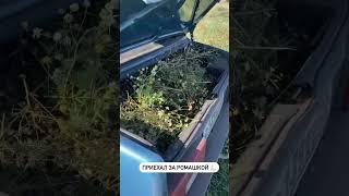 Собираем аптечную ромашку  #бизнесвдеревне #бизнесснуля #деревня #рекомендации