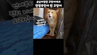 집 주인이 되어버린 고양이님