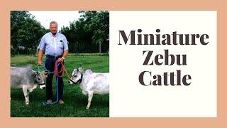 Miniature Zebu Facts: Oldest Miniature cattle breed