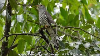 Indian Cuckoo @ Chiu Sein Chiong 0246