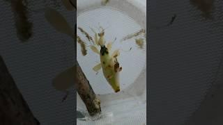 Female Orchid Mantis Calling 雄性蘭花螳螂有趣的敲打動作 #orchidmantis #mantis #prayingmantis #螳螂 #蘭花螳螂 #calling