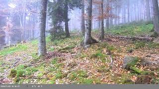Massive Carpathian Bear in the wild forests of Transylvania