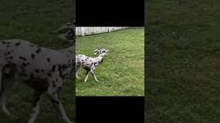 Right after having his bath!!! LOL :) #dalmatians