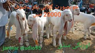 gulabi bakra for sale in karachi 2023 | gulabi goat | gulabi  | gulabi bakra price | orangi mandi