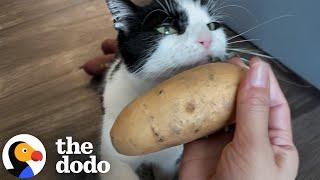 Cat Treated Potatoes Like They Were His Children | The Dodo