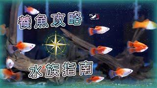 新手必看!入門養魚大哉問!養水?換水?光照?水溫? 水族教學｜我只是個養蝦的