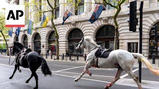 Military horses run loose in central London, injuring 4 people and causing havoc