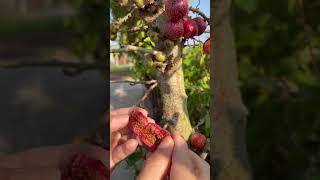 When figs are ripe, ants will come to them in abundance #fruitcutting #satisfying #fruit