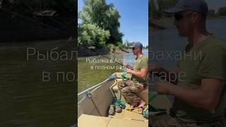 Рыбалка в Астрахани в полном разгаре #рыбалка #car #fishing #carping #природа #путешествия #улов