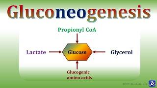 15: Gluconeogenesis-1 | Carbohydrates Metabolism | Biochemistry |N'JOY Biochemistry