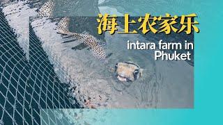 普吉岛亲子体验   阿Q带你看海上农家乐 （intara farm-agro tourism&seafood in Phuket）EP.20