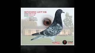 Do you need pigeon photography or designs? WE CAN help!