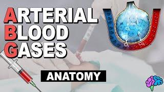 Respiratory System Anatomy | Arterial Blood Gas (Part 1)