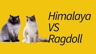 Perbedaan Kucing Himalaya dan Ragdoll—Kucing yang (Sering) Tertukar