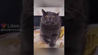 ПРИКОЛ С ЖИВОТНЫМИ! СМЕШНЫЕ КОТИКИ С ОЗВУЧКОЙ ДО СЛЁЗ!