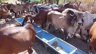 Nueva Ganaderia en Agua Blanca Anamoros-El Salvador en el Campo