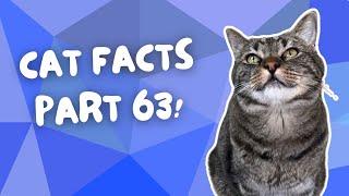 THIS is why cats fur ALWAYS smells good! | CAT FACTS Pt. 63