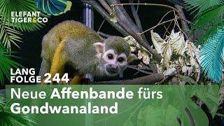 Neun neue Totenkopf-Äffchen (Langfolge 244) | Elefant, Tiger & Co. | ARD