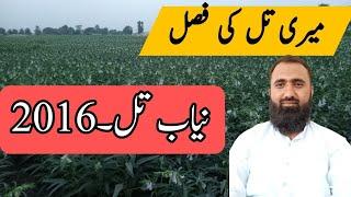 NIAB Till 2016 My Sesame Crop Condition || Bilal Kanju Official