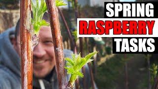 3 Raspberry Tasks For This Spring - Garden Quickie Episode 190