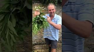 How I dry my herbs from the garden #herbgardening #herbs #herbgarden