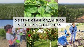 Узбекистан.Урожай Эко.Сады от Siberian Wellness/Сибирское здоровье/#полезно#фрукты#экологичныйбизнес