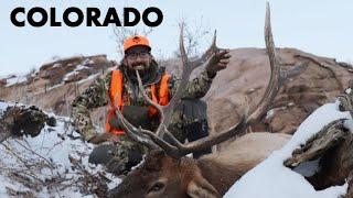 COLORADO ELK HUNT