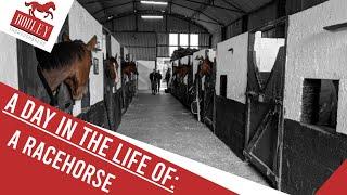 A Day In The Life Of: A Racehorse |  Dooley Thoroughbreds 