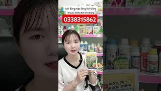 #Bio siêu rước đòng giúp kích đòng to,bông dài,trổ thoát, cứng cây,xanh lá,tăng số lượng hạt