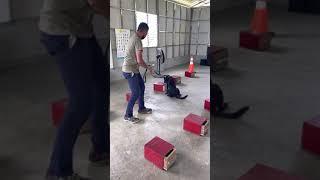 Explosive detection dog training