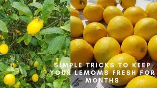 Simple Tricks to Keep Lemons Fresh for Longer | 3 Best Methods