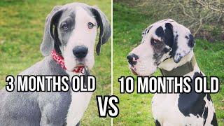 3 Month Old Great Dane Meets 10 Month Old Great Dane || Luna & Loki || The Beard & The Dane