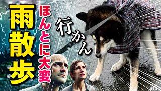 大雨の中、柴犬を散歩に連れて行く大変さ～お家でトイレ出来ないから～