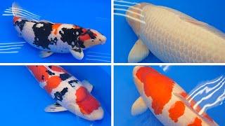 Major Price Winners - All Japan Koi Show 2023