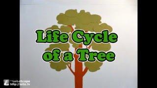 Life Cycle of a Tree