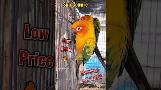 Sun conure low price| Broadway pet market #shorts #trending #shortvideo