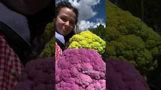 вырастили цветную капусту #огород