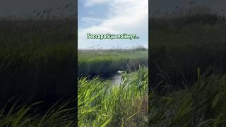 Бессарабский вайб. Приморское Измаильского района.