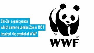 WWF History - 60 years of action for nature and people