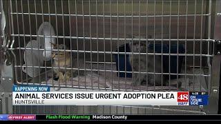 Huntsville Animal Services pleading for adoption